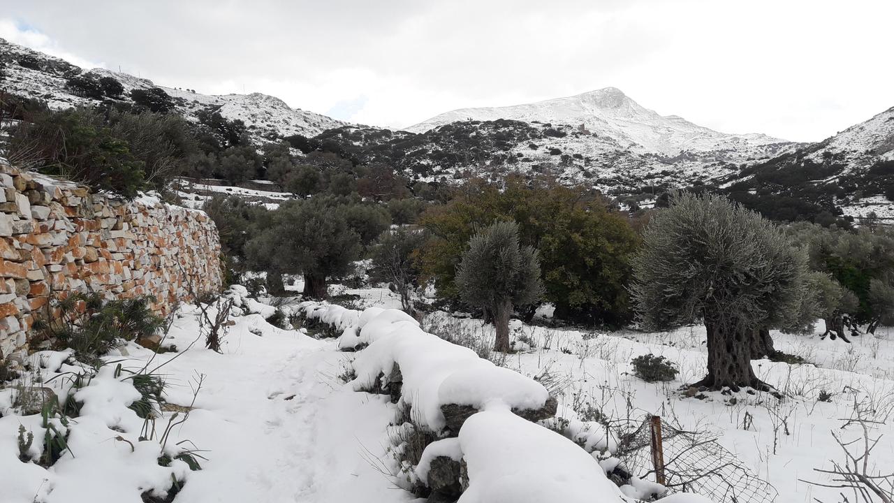 Snowed in olive trees on Naxos, January 2022